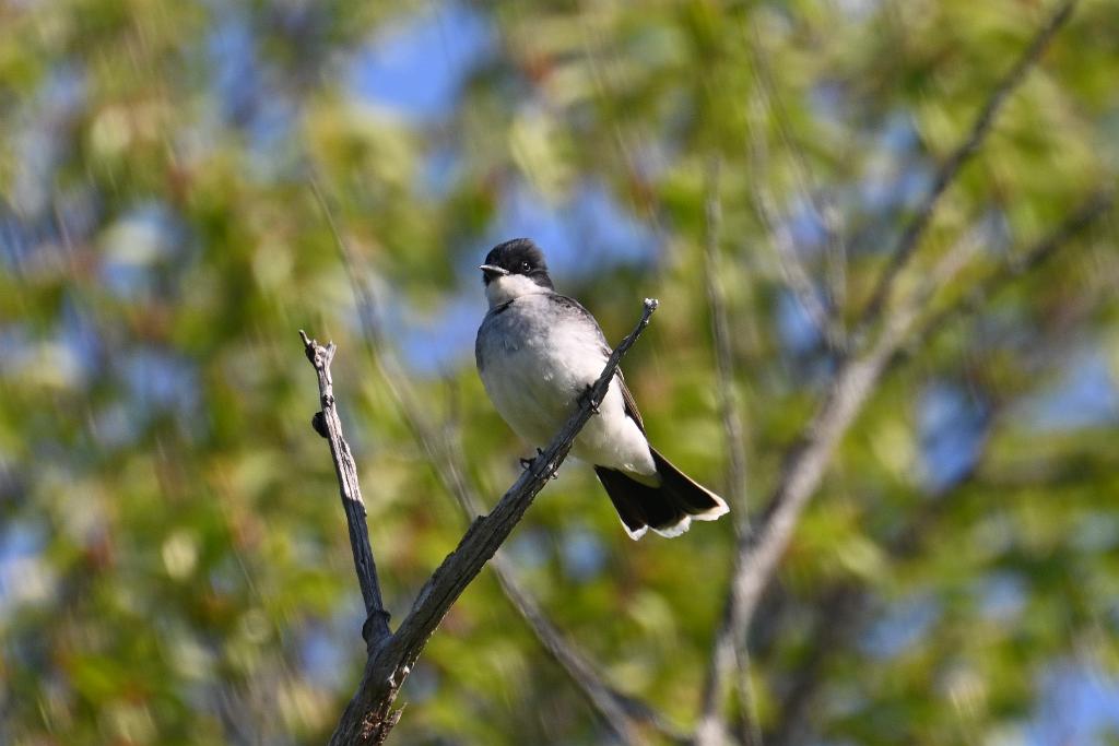 2025-05128337 Parker River NWR, MA.JPG - Eastern Kingbird. Parker River National Wildlife Refuge, MA, 5-12-2025